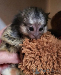 Photo №1.  - for sale in the city of Bournemouth | negotiated | Announcement № 161695