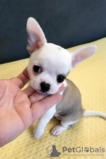 Additional photos: Mini Chihuahuas