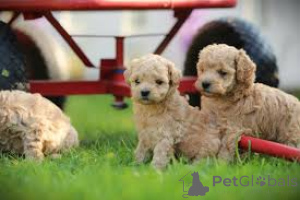 Photo №1. maltipu - for sale in the city of Berlin | 723$ | Announcement № 157249