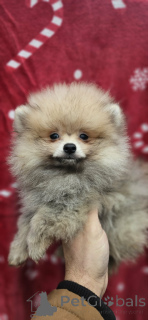 Photo №4. I will sell pomeranian in the city of Bachka-Palanka.  - price - negotiated