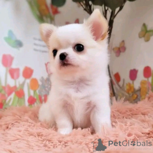 Photo №1. chihuahua - for sale in the city of Benfica | negotiated | Announcement № 164446