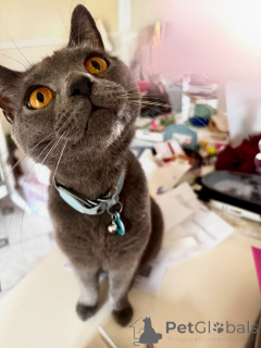 Photo №2 to announcement № 158743 for the sale of chartreux - buy in France private announcement