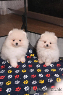 Photo №1. pomeranian - for sale in the city of Espoo | Is free | Announcement № 160302