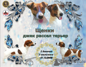 Photo №1. jack russell terrier - for sale in the city of Krasnodar | 339$ | Announcement № 8991