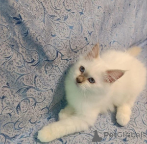 Photo №1. birman - for sale in the city of Neyenkirchen | 361$ | Announcement № 177596