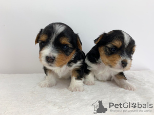 Additional photos: Vaccinated Yorkshire Terrier Puppies for sale