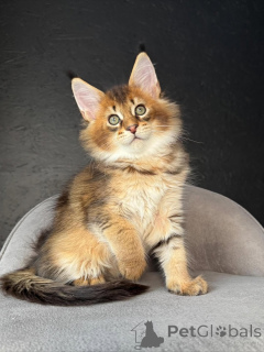 Photo №2 to announcement № 159408 for the sale of maine coon - buy in Switzerland breeder