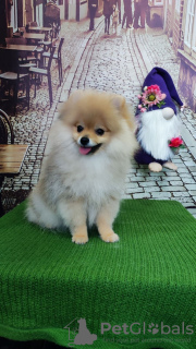 Photo №2 to announcement № 20363 for the sale of pomeranian - buy in Russian Federation from nursery