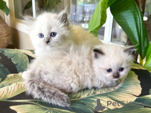 Photo №1. ragdoll - for sale in the city of Эттельбрюк | Is free | Announcement № 141872