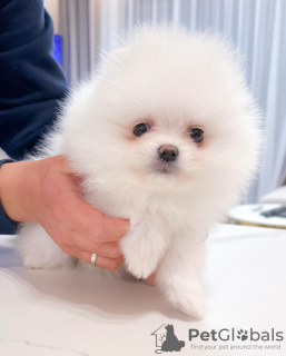 Photo №2 to announcement № 122727 for the sale of pomeranian - buy in Germany private announcement