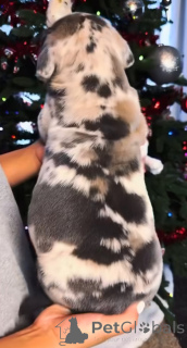 Photo №3. Meet Thor our gentle giant in training. Loyal, brave, and born to protect, hes. Finland