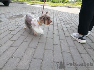 Photo №1. non-pedigree dogs - for sale in the city of St. Petersburg | negotiated | Announcement № 7499