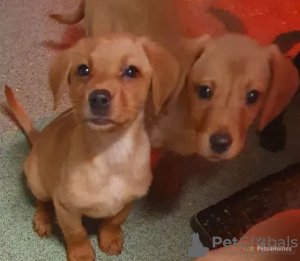 Photo №3. Chunky Labrador Puppies... United States