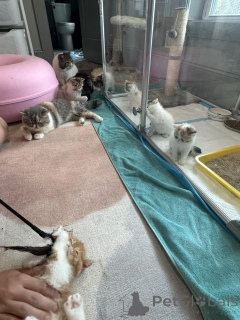 Photo №2 to announcement № 161088 for the sale of exotic shorthair - buy in Finland private announcement, breeder