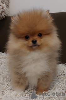 Additional photos: Buu Pomeranians puppies