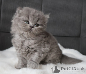 Photo №1. british shorthair - for sale in the city of Helsinki | Is free | Announcement № 164833