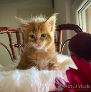 Photo №1. maine coon - for sale in the city of Cochem | 282$ | Announcement № 133032