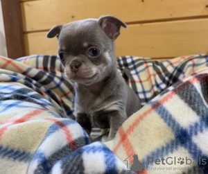 Photo №2 to announcement № 90314 for the sale of chihuahua - buy in Germany private announcement