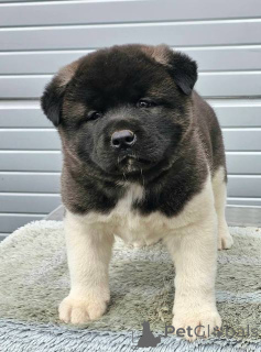 Photo №3. American Staffordshire Terrier puppies. Serbia