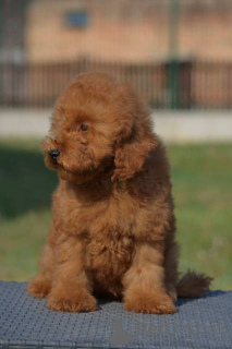 Photo №2 to announcement № 151797 for the sale of poodle (dwarf) - buy in Serbia 