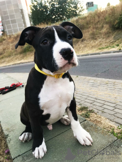 Photo №1. american staffordshire terrier - for sale in the city of Minsk | negotiated | Announcement № 25637