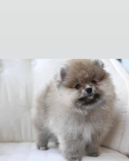 Photo №1. pomeranian - for sale in the city of Cherepovets | 1073$ | Announcement № 6188