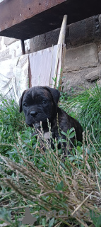 Photo №4. I will sell cane corso in the city of Tiraspol. breeder - price - 350$