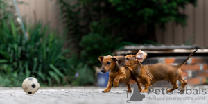 Additional photos: Standard dachshund puppies