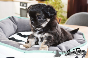 Photo №1. chihuahua - for sale in the city of Brest | 1183$ | Announcement № 17613