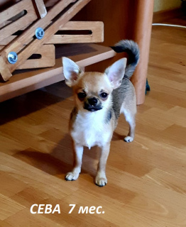 Photo №2 to announcement № 4933 for the sale of chihuahua - buy in Ukraine 