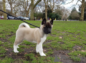 Photo №1. akita - for sale in the city of Chimay | 877$ | Announcement № 172624