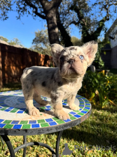 Photo №2 to announcement № 175585 for the sale of french bulldog - buy in Greece breeder