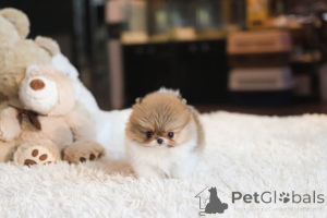 Photo №4. I will sell pomeranian in the city of Tennessee City. breeder - price - negotiated