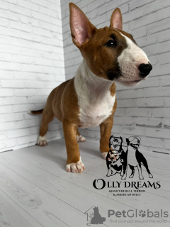 Photo №1. bull terrier - for sale in the city of Berlin | 2430$ | Announcement № 44732