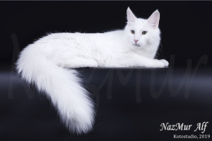 Photo №2 to announcement № 2948 for the sale of turkish angora - buy in Russian Federation private announcement, from nursery