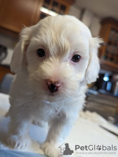 Photo №3. Maltese Puppies For Adoption. United States