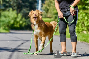 Photo №3. Gorgeous dog Rom is looking for a family.. Russian Federation