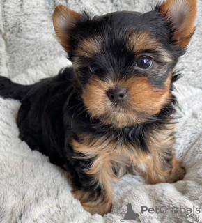 Photo №4. I will sell yorkshire terrier in the city of Wolfsburg. from nursery, from the shelter, breeder - price - 211$