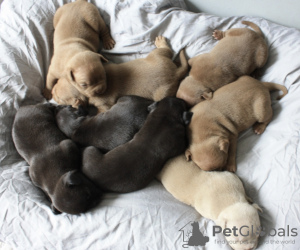 Additional photos: Pocket bully puppies males and females free to ask