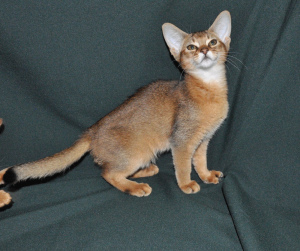 Photo №2 to announcement № 2883 for the sale of abyssinian cat - buy in Russian Federation from nursery