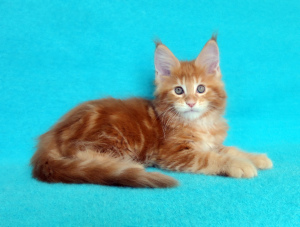 Photo №2 to announcement № 6265 for the sale of maine coon - buy in Russian Federation from nursery