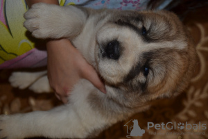 Additional photos: Lovely Central Asian Shepherd puppies from an excellent pair!