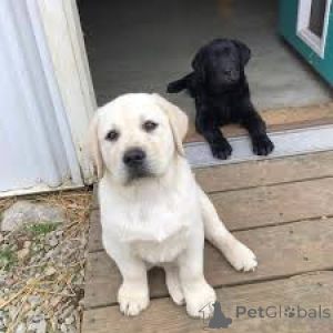 Photo №1. labrador retriever - for sale in the city of Madrid | 877$ | Announcement № 165984