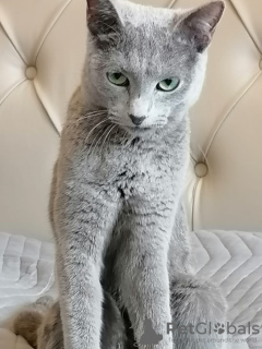 Photo №1. russian blue - for sale in the city of Амстердам | 1057$ | Announcement № 40220
