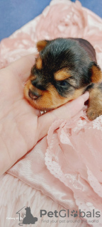 Photo №2 to announcement № 101290 for the sale of yorkshire terrier - buy in United States breeder