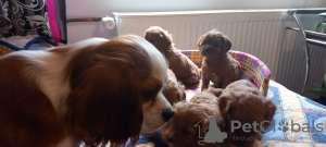 Additional photos: Cavapoo pappy f1 generation