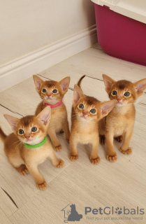 Photo №1. abyssinian cat - for sale in the city of Lisbon | negotiated | Announcement № 84910