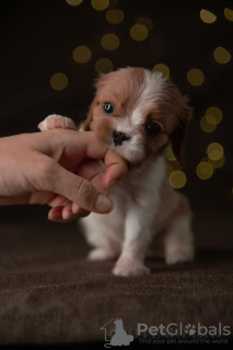 Photo №2 to announcement № 15900 for the sale of cavalier king charles spaniel - buy in Estonia from nursery, breeder