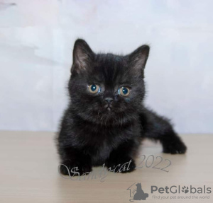 Photo №1. british shorthair - for sale in the city of Elafonisos | 370$ | Announcement № 65079