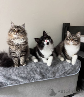 Photo №1. maine coon - for sale in the city of Dusseldorf | Is free | Announcement № 160187